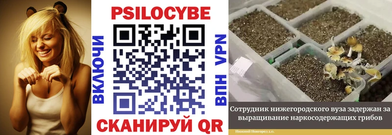 MEGA зеркало  Судак  Псилоцибиновые грибы Cubensis 